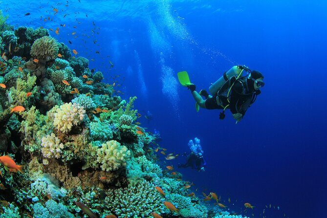 Ras Mohamed & White Island, Snorkeling & Diving - Sharm el sheikh - Practical Tips and Considerations