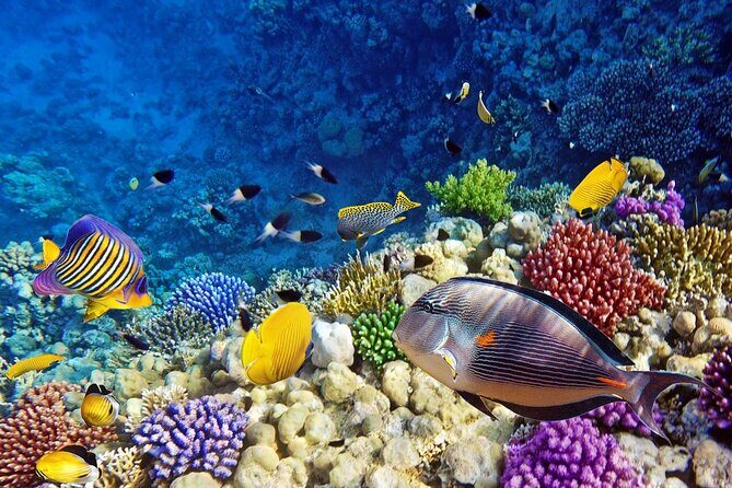 Ras Mohamed & White Island, Snorkeling & Diving - Sharm el sheikh - Who Will Love It?
