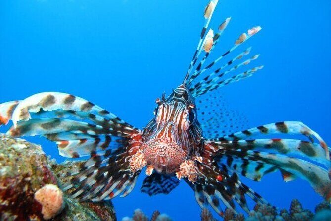 Ras Mohammed Diving Day Trip from Sharm el-Sheikh - Key Points
