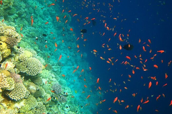 Ras Mohammed From Sharm El Sheikh by a private car - An In-Depth Look at the Ras Mohamed Tour