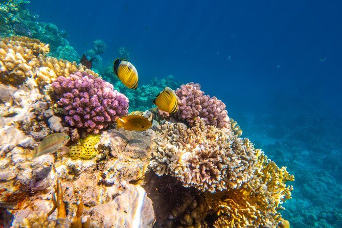 Ras Muhammed & White Island Snorkeling Sea Trip - Sharm El Sheikh - Practical Tips for Your Trip