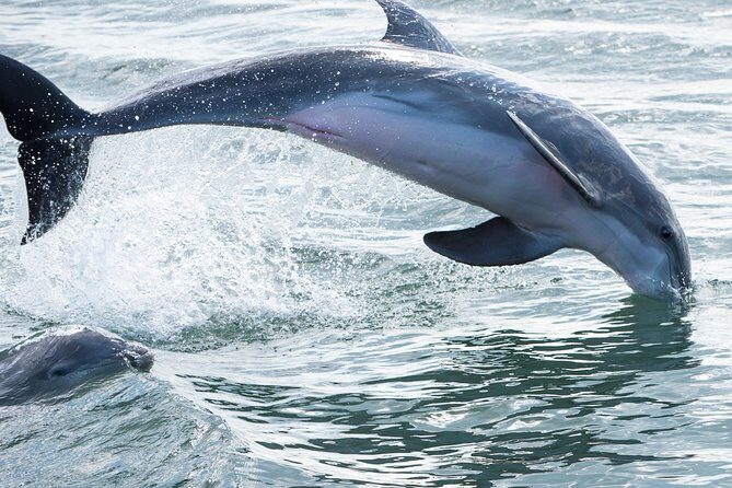 Red Boat Tours - Dolphin Odyssey and Sightseeing Tour - Key Points