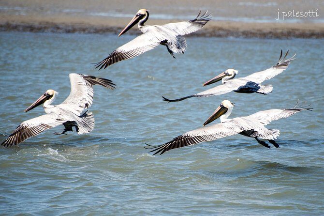 Red Boat Tours - Dolphin Odyssey and Sightseeing Tour - The Itinerary: What to Expect