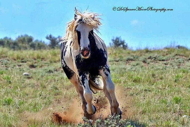 Red Canyon Wild Mustang Tours And Safaris In Cody Wyoming - An In-Depth Look at the Red Canyon Wild Mustang Tour Experience