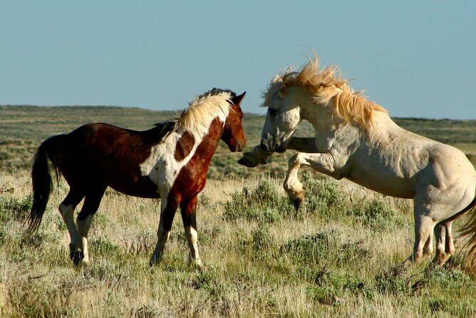 Red Canyon Wild Mustang Tours And Safaris In Cody Wyoming - The Itinerary: What to Expect