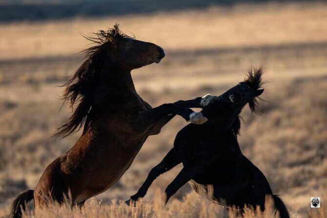 Red Canyon Wild Mustang Tours And Safaris In Cody Wyoming - Is It Worth the Price?