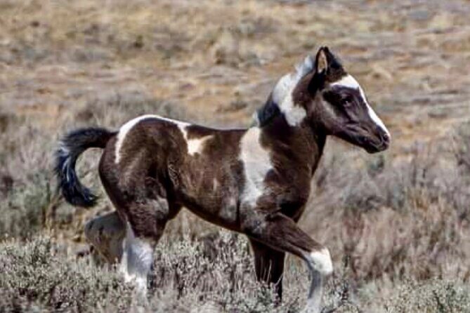 Red Canyon Wild Mustang Tours And Safaris In Cody Wyoming - Practical Tips for Future Participants