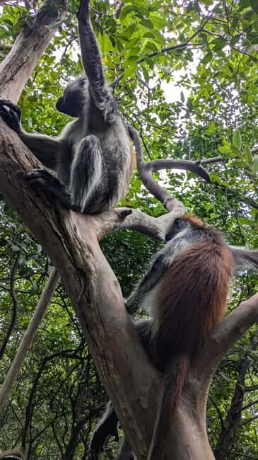 Red Colobus Monkey & Mangrove in Jozan Forest Group Tour 5+ - Key Points