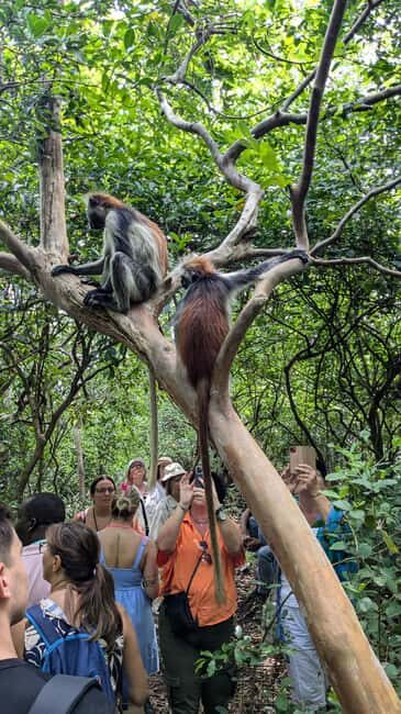 Red Colobus Monkey & Mangrove in Jozan Forest Group Tour 5+ - A Closer Look at the Jozani Forest Tour