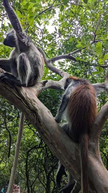 Red Colobus Monkey & Mangrove in Jozan Forest Group Tour 5+ - Who Should Consider This Tour?