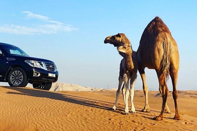Red Dune Desert Safari with Dinner Quad Bike and Camel Ride - FAQ