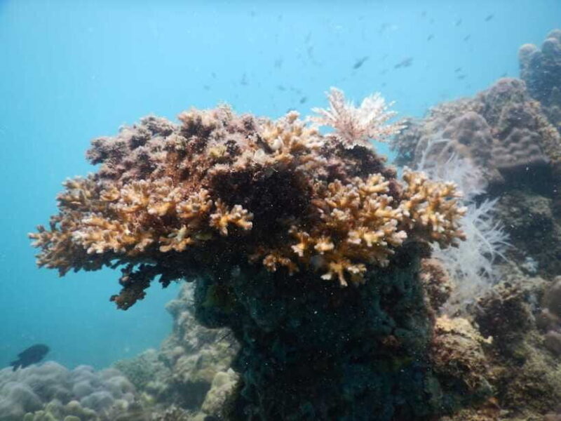 [Red River Tours] Luxury Professional Scuba Diving - Who Is This Tour Best For?