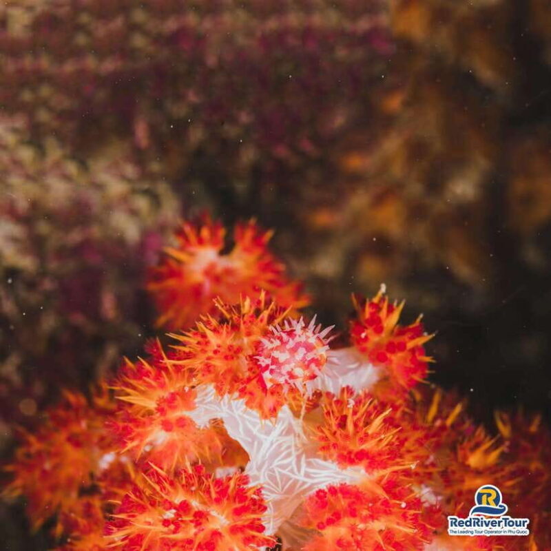 [Red River Tours] Luxury Professional Scuba Diving - Who Will Love This Tour?