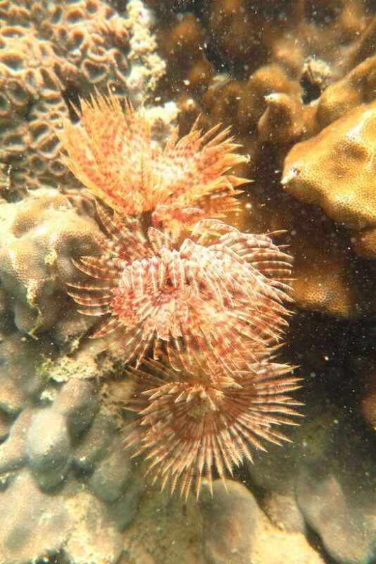 [Red River Tours] Luxury Professional Scuba Diving - FAQ