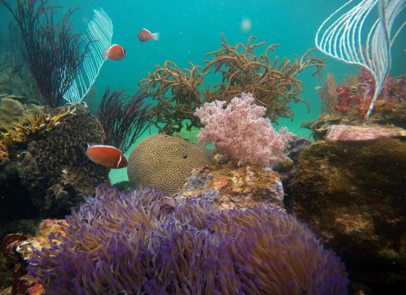 Red River Tours - Sea Walking Experience in Phu Quoc - Authentic Insights from Reviews