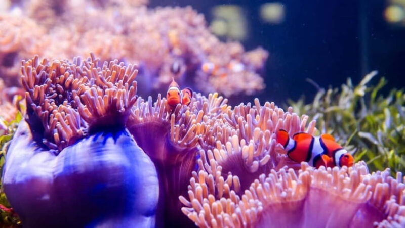 Red River Tours - Sea Walking Experience in Phu Quoc - Value and Cost Analysis
