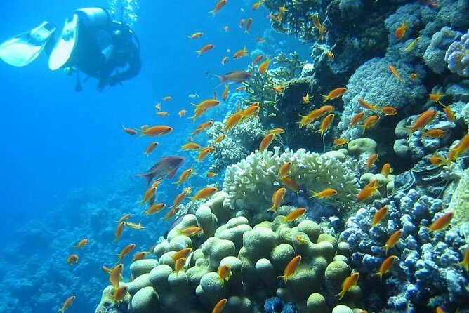 Red Sea Diving Trip from Hurghada: Beginner to Advanced Divers - Who Will Love This Tour?