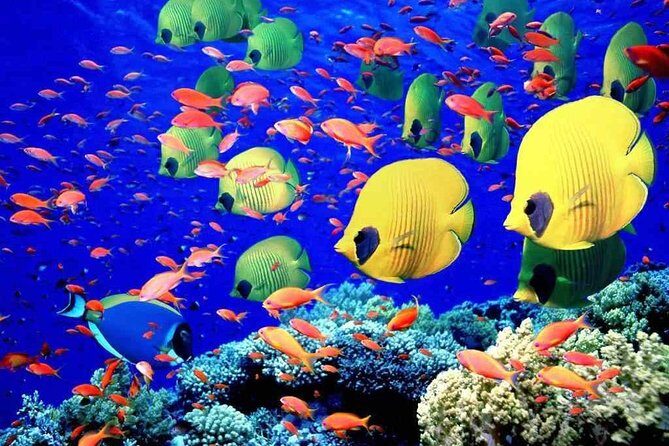 Red Sea Snorkeling Hurgada - Introduction to the Experience