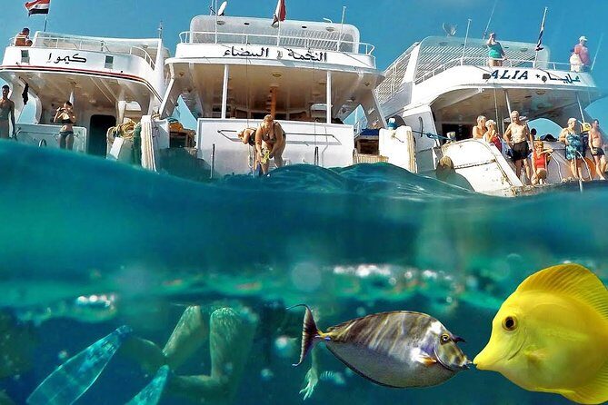 Red Sea Snorkeling Hurgada - What the Reviews Say