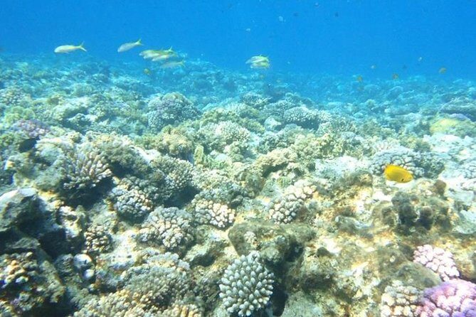 Red Sea Snorkeling Hurgada - The Sum Up: Is This Tour Right for You?