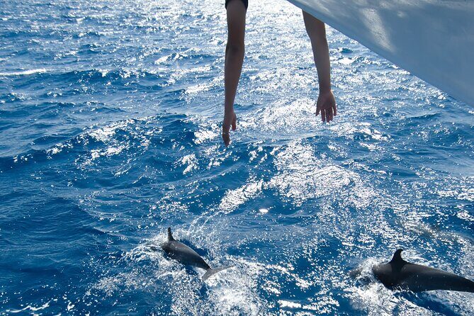 Red Sea Wonders Dolphin House Snorkeling Cruise & Lunch_ Hurghada - Key Points