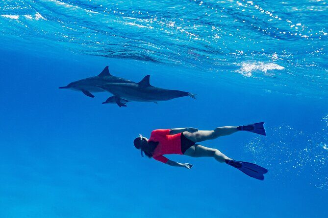 Red Sea Wonders Dolphin House Snorkeling Cruise & Lunch_ Hurghada - The Itinerary: What to Expect