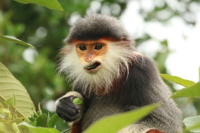 Red-shanked Douc - Private Motorbike Tour - Key Points