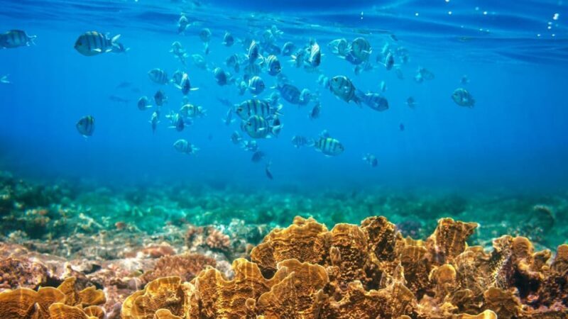 RedRiverTour-Discovery 3 Islets, Snorkeling &Fishing By Boat - The Itinerary and What You’ll Experience