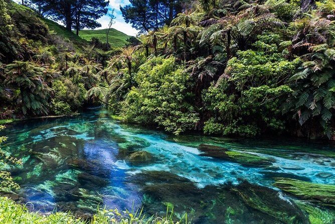 Redwood Forest , Blue Springs & Huka Falls Day Tour from Auckland - A Deep Dive into the Tour Experience