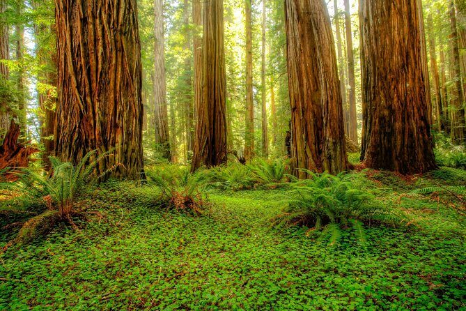 Redwood National and State Parks Self-Guided Audio Driving Tour - A Practical Guide to the Redwood National and State Parks Self-Guided Tour