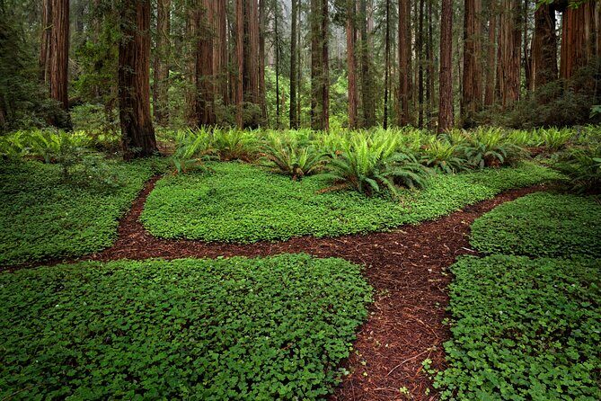 Redwood National and State Parks Self-Guided Audio Driving Tour - Final Thoughts: Who’s This Tour Perfect For?