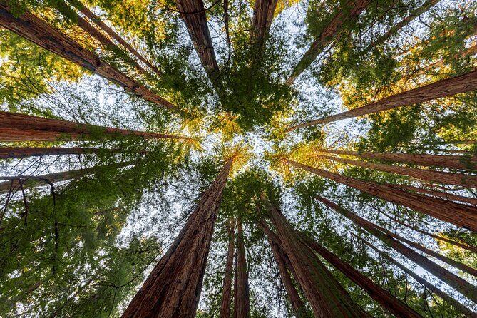 Redwood Retreat: Tour to Muir Woods from San Francisco - Frequently Asked Questions (FAQs)
