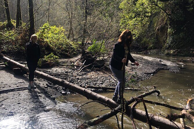 Redwoods Forest Bathing - The Journey Through Santa Cruz’s Spectacular Redwoods