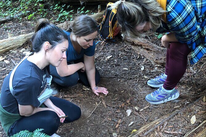 Redwoods Forest Bathing - Who Is This Tour Best For?