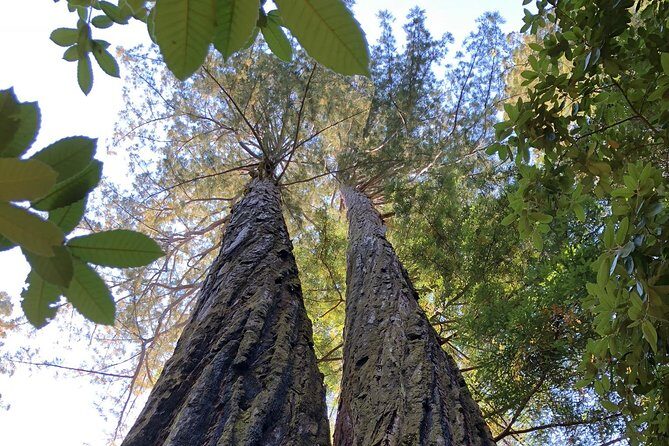 Redwoods of Marin and Mt. Tamalpais Walking Tour with Local Guide - The Practical Side: Booking, Timing, and Tips