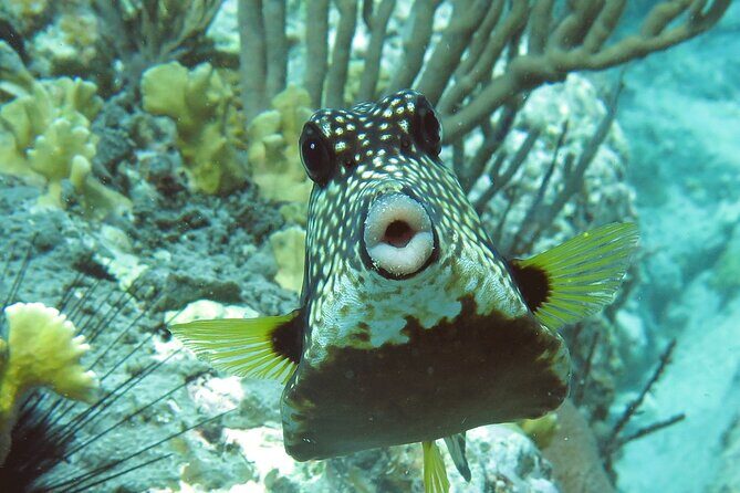 Reef and Turtle Adventure - Kayak and Snorkel Tour - An In-Depth Look at the Reef and Turtle Adventure Tour