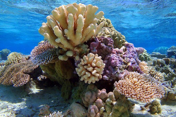 Reef Discovery Half Day Group Signature Tour - An Overview of the Reef Discovery Experience