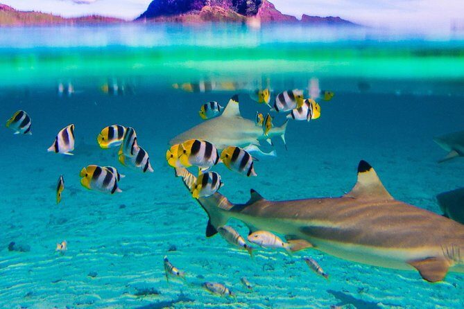 Reef Discovery Half Day Group Signature Tour - The Value of the Experience