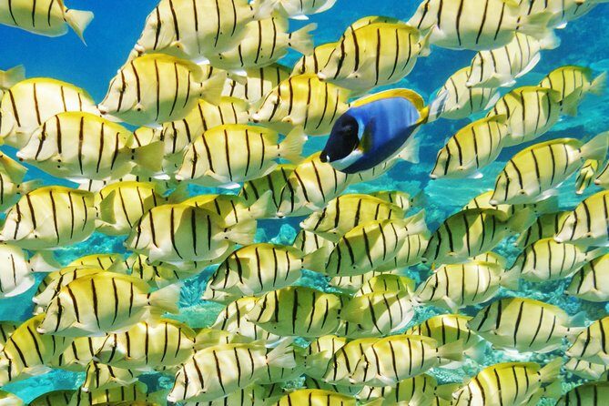 Reef Discovery Half Day Group Signature Tour - Who Should Consider This Tour?