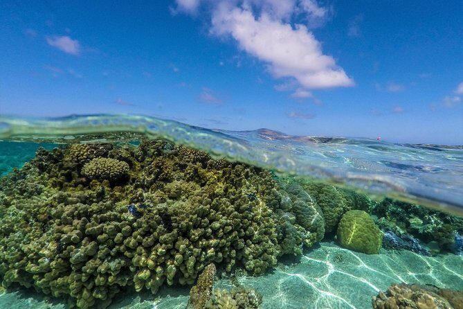 Reef Discovery Half Day Group Signature Tour - Final Thoughts: Is This Tour Worth It?