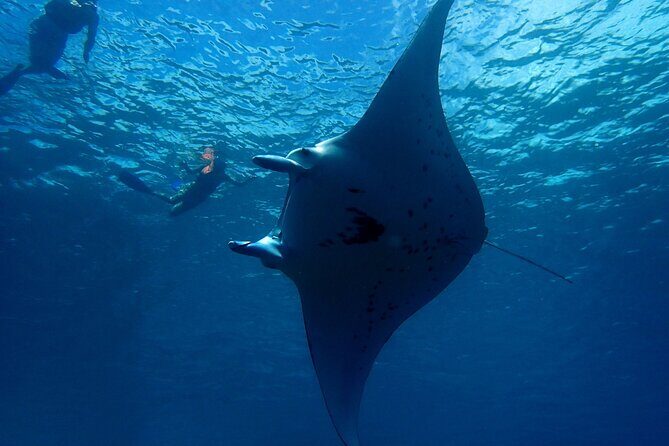 Reef Discovery Private Dream Day Tour - Who Will Love This Tour?
