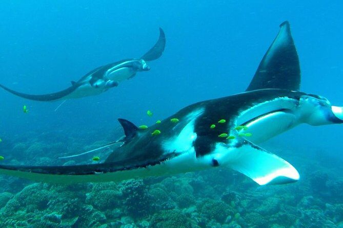 Reef Discovery Private Half Day Lagoon Tour - What Travelers Say