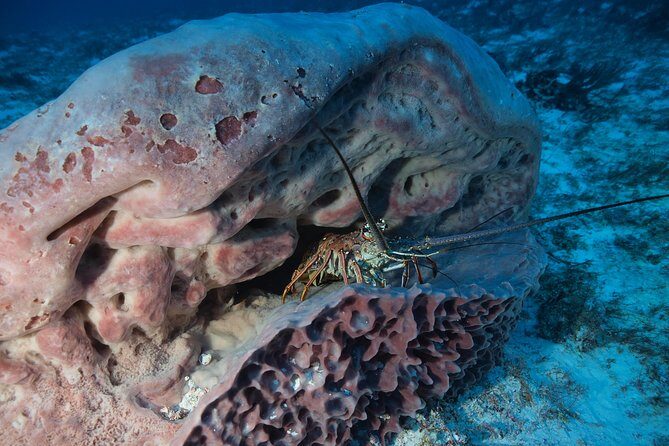 Reef diving in Playa del Carmen - What Travelers Say