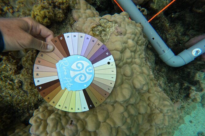 Reef Exploration with Reva Atea participatory science - A Closer Look at Reef Exploration with Reva Atea Participatory Science