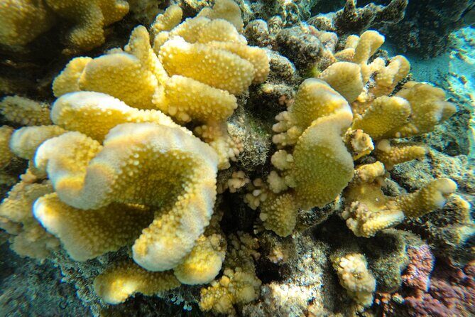 Reef Exploration with Reva Atea participatory science - Analyzing the Value