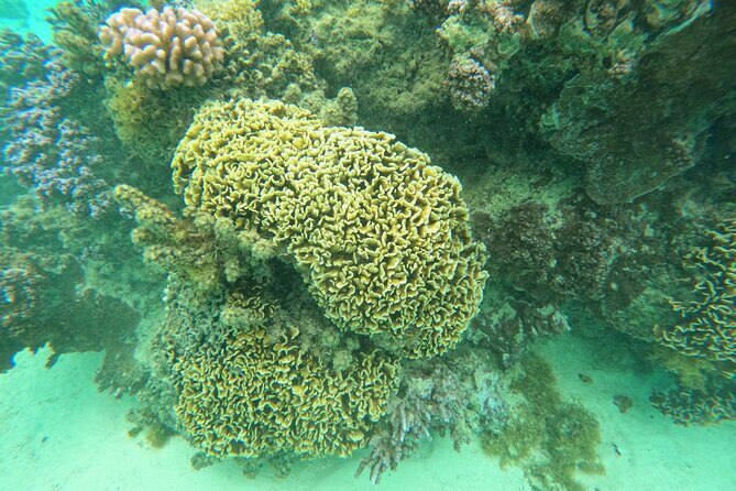 Reef Exploration with Reva Atea participatory science - Why This Tour Stands Out