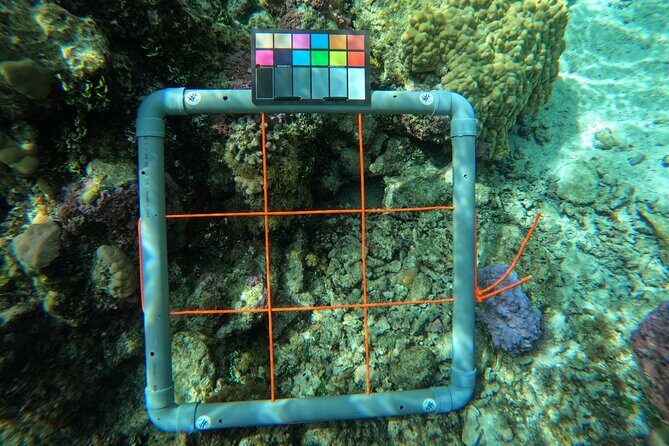 Reef Exploration with Reva Atea participatory science - Who Should Consider This Tour?