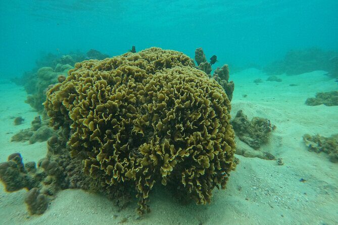 Reef Exploration with Reva Atea participatory science - Final Thoughts