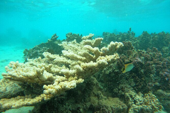 Reef Exploration with Reva Atea participatory science - FAQ – Practical Questions About the Reva Atea Reef Tour