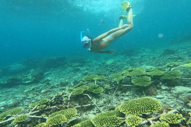 Reef Rehabilitation Course and Snorkeling - FAQ